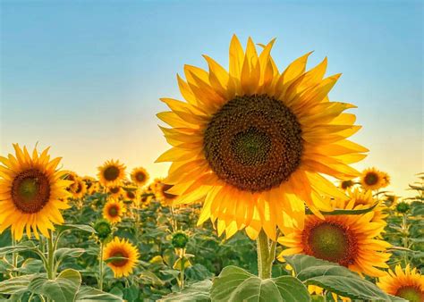  Trecento Girasoli in Fiore: Una Melodia di Luce e Ombra!